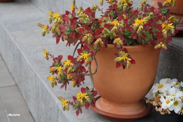 sedum palmeri
